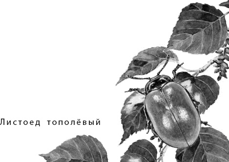 Иллюстрация к книге — Лесная сказка. С вопросами и ответами для почемучек [i_011.jpg]