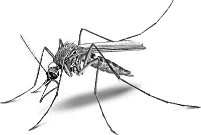 Иллюстрация к книге — Лесная сказка. С вопросами и ответами для почемучек [i_012.jpg]