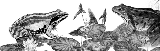 Иллюстрация к книге — Лесная сказка. С вопросами и ответами для почемучек [i_017.jpg]