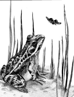 Иллюстрация к книге — Лесная сказка. С вопросами и ответами для почемучек [i_018.jpg]