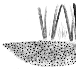 Иллюстрация к книге — Лесная сказка. С вопросами и ответами для почемучек [i_019.jpg]