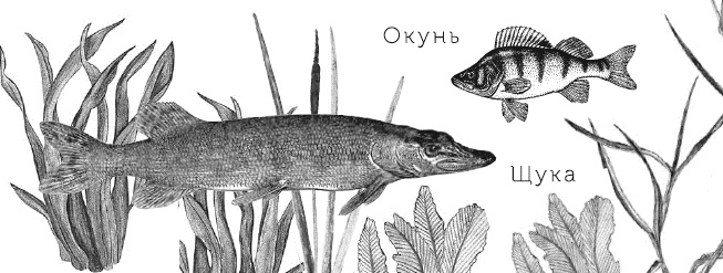 Иллюстрация к книге — Лесная сказка. С вопросами и ответами для почемучек [i_021.jpg]