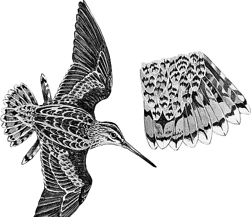 Иллюстрация к книге — Лесная сказка. С вопросами и ответами для почемучек [i_022.jpg]