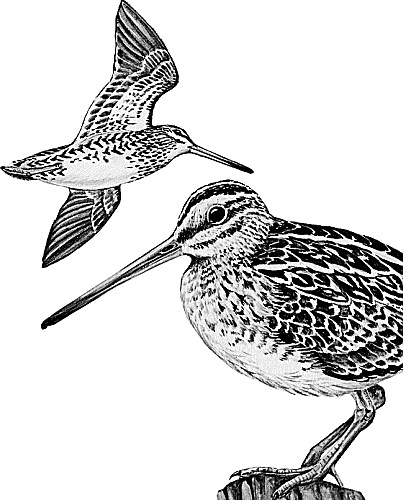 Иллюстрация к книге — Лесная сказка. С вопросами и ответами для почемучек [i_023.jpg]