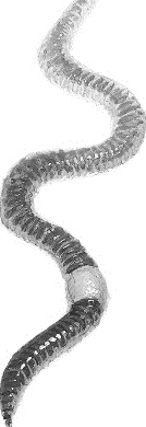 Иллюстрация к книге — Лесная сказка. С вопросами и ответами для почемучек [i_024.jpg]