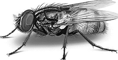 Иллюстрация к книге — Лесная сказка. С вопросами и ответами для почемучек [i_028.jpg]