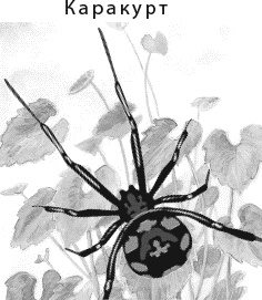 Иллюстрация к книге — Лесная сказка. С вопросами и ответами для почемучек [i_038.jpg]