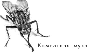 Иллюстрация к книге — Лесная сказка. С вопросами и ответами для почемучек [i_039.jpg]