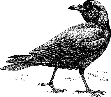 Иллюстрация к книге — Лесная сказка. С вопросами и ответами для почемучек [i_040.jpg]