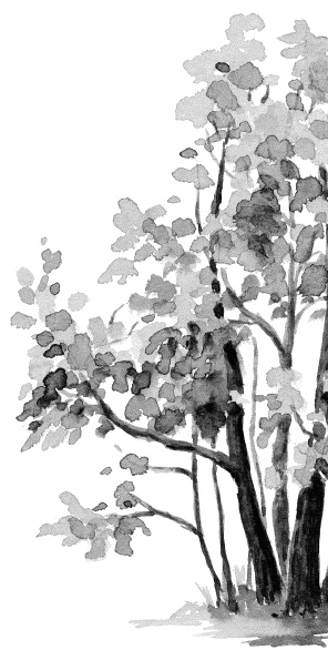 Иллюстрация к книге — Лесная сказка. С вопросами и ответами для почемучек [i_041.jpg]