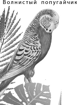 Иллюстрация к книге — Лесная сказка. С вопросами и ответами для почемучек [i_045.jpg]