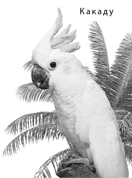 Иллюстрация к книге — Лесная сказка. С вопросами и ответами для почемучек [i_046.jpg]