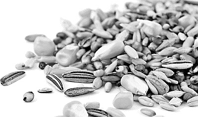 Иллюстрация к книге — Лесная сказка. С вопросами и ответами для почемучек [i_051.jpg]