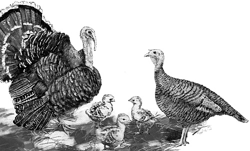 Иллюстрация к книге — Лесная сказка. С вопросами и ответами для почемучек [i_052.jpg]