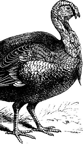 Иллюстрация к книге — Лесная сказка. С вопросами и ответами для почемучек [i_053.jpg]