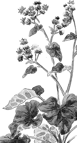 Иллюстрация к книге — Лесная сказка. С вопросами и ответами для почемучек [i_058.jpg]