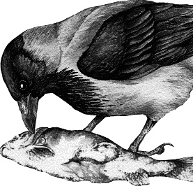 Иллюстрация к книге — Лесная сказка. С вопросами и ответами для почемучек [i_060.jpg]