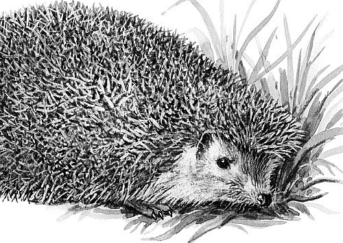 Иллюстрация к книге — Лесная сказка. С вопросами и ответами для почемучек [i_061.jpg]