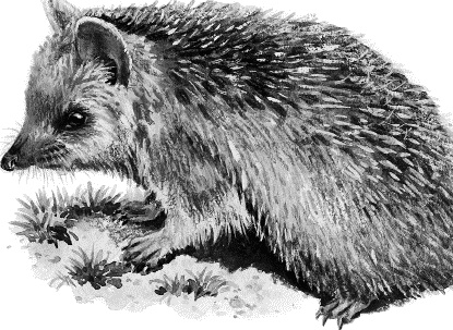 Иллюстрация к книге — Лесная сказка. С вопросами и ответами для почемучек [i_062.jpg]