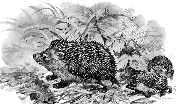 Иллюстрация к книге — Лесная сказка. С вопросами и ответами для почемучек [i_064.jpg]