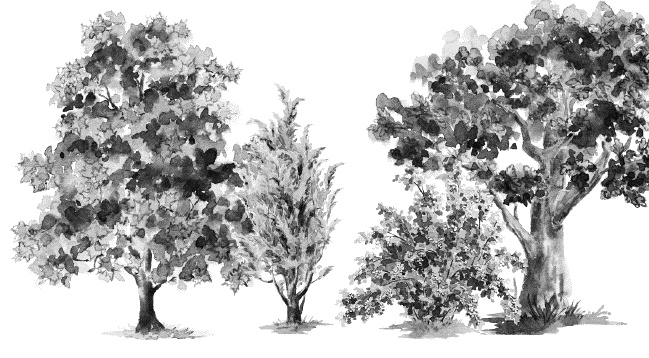 Иллюстрация к книге — Лесная сказка. С вопросами и ответами для почемучек [i_067.jpg]