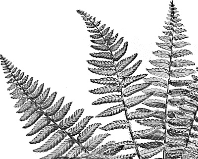 Иллюстрация к книге — Лесная сказка. С вопросами и ответами для почемучек [i_074.jpg]