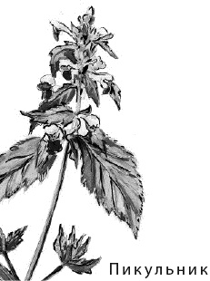 Иллюстрация к книге — Лесная сказка. С вопросами и ответами для почемучек [i_075.jpg]