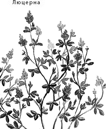 Иллюстрация к книге — Лесная сказка. С вопросами и ответами для почемучек [i_078.jpg]