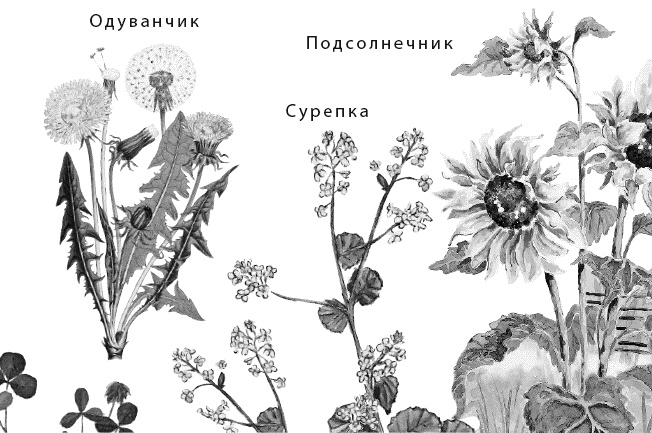 Иллюстрация к книге — Лесная сказка. С вопросами и ответами для почемучек [i_080.jpg]