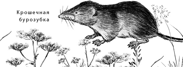 Иллюстрация к книге — Лесная сказка. С вопросами и ответами для почемучек [i_088.jpg]