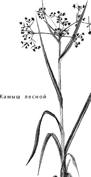 Иллюстрация к книге — Лесная сказка. С вопросами и ответами для почемучек [i_090.jpg]