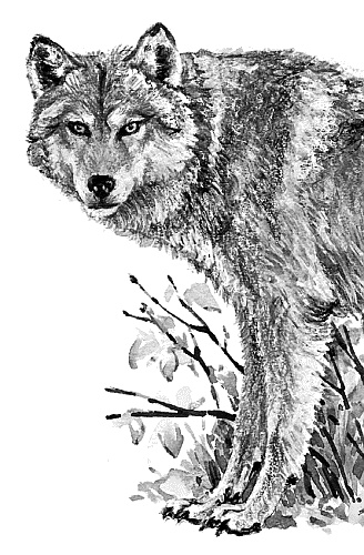 Иллюстрация к книге — Лесная сказка. С вопросами и ответами для почемучек [i_103.jpg]