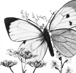 Иллюстрация к книге — Лесная сказка. С вопросами и ответами для почемучек [i_106.jpg]