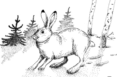 Иллюстрация к книге — Лесная сказка. С вопросами и ответами для почемучек [i_108.jpg]