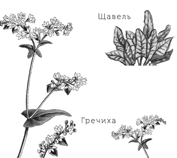 Иллюстрация к книге — Лесная сказка. С вопросами и ответами для почемучек [i_114.jpg]