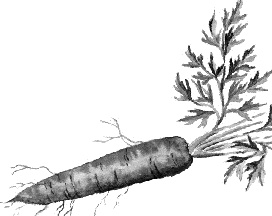 Иллюстрация к книге — Лесная сказка. С вопросами и ответами для почемучек [i_117.jpg]