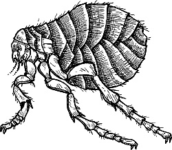 Иллюстрация к книге — Лесная сказка. С вопросами и ответами для почемучек [i_123.jpg]