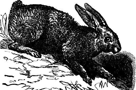 Иллюстрация к книге — Лесная сказка. С вопросами и ответами для почемучек [i_125.jpg]