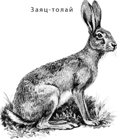 Иллюстрация к книге — Лесная сказка. С вопросами и ответами для почемучек [i_126.jpg]