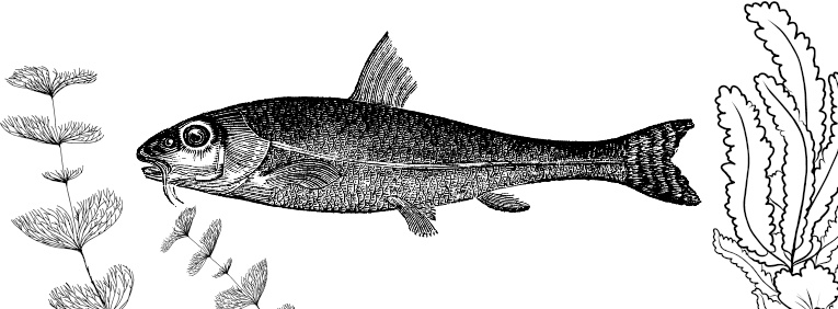 Иллюстрация к книге — Рассказы о родной природе [i_005.jpg]