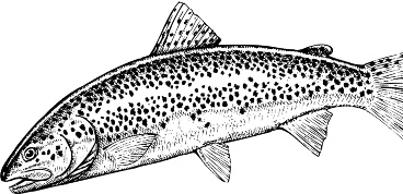 Иллюстрация к книге — Рассказы о родной природе [i_023.jpg]