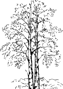 Иллюстрация к книге — Рассказы о родной природе [i_026.jpg]