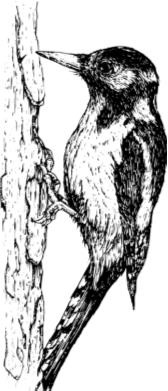 Иллюстрация к книге — Рассказы о родной природе [i_028.jpg]