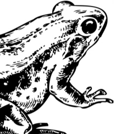 Иллюстрация к книге — Рассказы о родной природе [i_030.jpg]