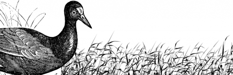 Иллюстрация к книге — Рассказы о родной природе [i_032.jpg]