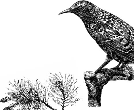 Иллюстрация к книге — Рассказы о родной природе [i_040.jpg]