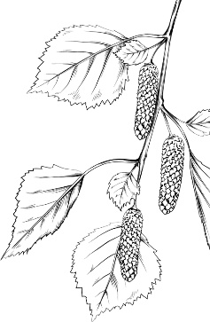 Иллюстрация к книге — Рассказы о родной природе [i_041.jpg]