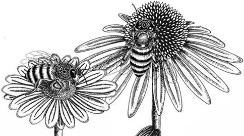 Иллюстрация к книге — Рассказы о родной природе [i_042.jpg]