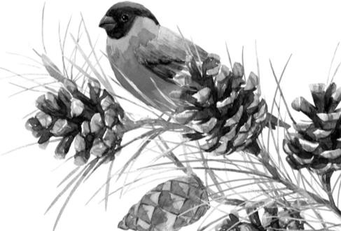 Иллюстрация к книге — Рассказы о родной природе [i_048.jpg]