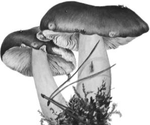 Иллюстрация к книге — Рассказы о родной природе [i_054.jpg]